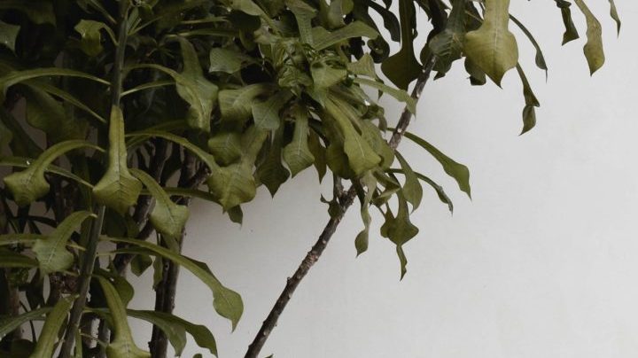 Photo: Unsplash/@contentpixie