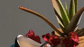 vans frida kahlo shoes