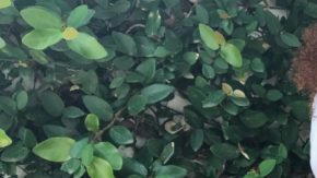 tonya-gonzalez-brown-bruja