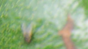 Mexico’s Avocado Industry Facing Cartel Takeover