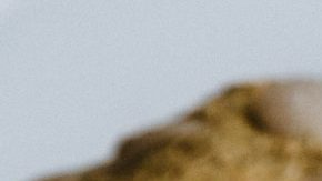 Cardi B Thanksgiving