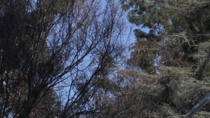 The 2020 Rose Bowl Parade Was All About Inspiring Latinas