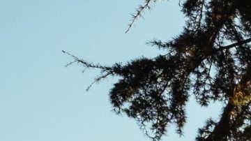 california Stay At Home