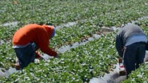 farmworkers coronavirus