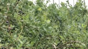 gianna-nino-farmworker