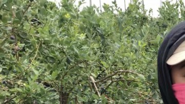 gianna-nino-farmworker