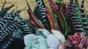 Latinx Etsy Shop Seelene Succulents