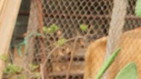 sarah la morena afrolatina singer