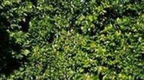 danileigh colorism hiplatina