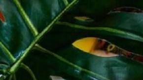 afro-latinx small businesses hiplatina