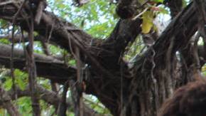 Dr. Veroshk Williams