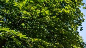 indigenous-student-harvard