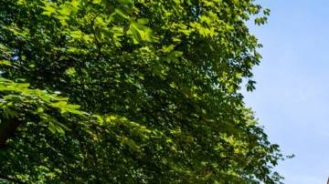 indigenous-student-harvard