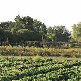 farmworkers-healing-voices