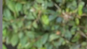 gloria-calderon-kellett-amazon