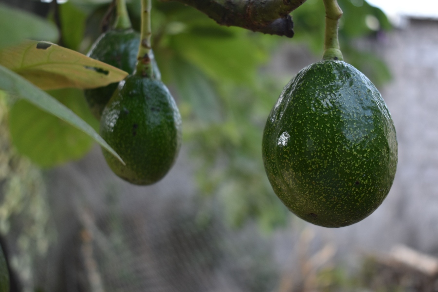 The Indigenous History of Avocados in Latin America Plus Avocado