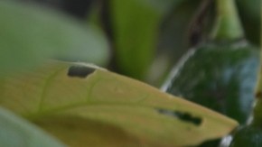 Indigenous use of avocados