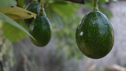 Indigenous use of avocados