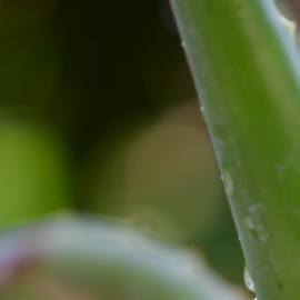 AloeVera2021