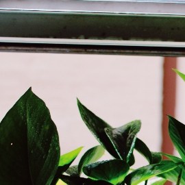 Houseplants 101 Plant Mami