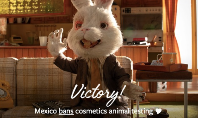 Mexico Bans Animal Testing