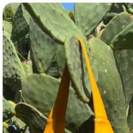 cactus products hiplatina