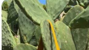 cactus products hiplatina