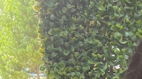 Michelle Marie Colón Miss Universe