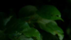 Prisca Dorcas Mojica Rodriguez