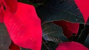 Cuetlaxochitl poinsettia