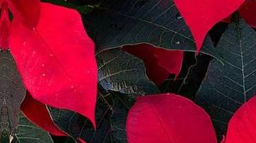 Cuetlaxochitl poinsettia