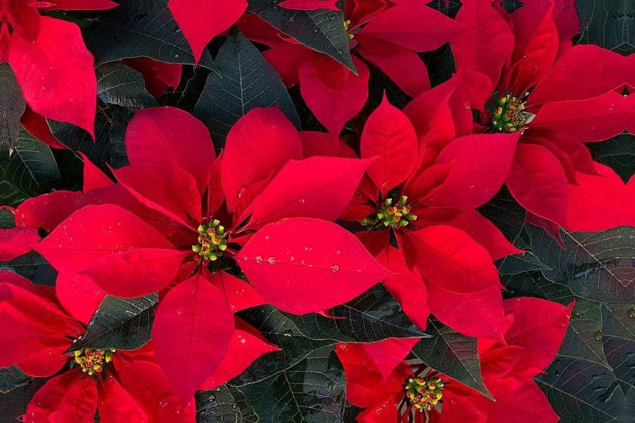 Everything You Need to Know About La Cuetlaxochitl AKA Poinsettia ...