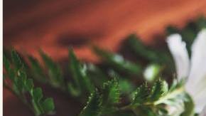 immune boosting herbs latin america