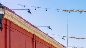 oaxaca Sézane hiplatina