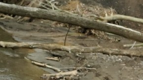 parenting white wellness