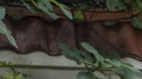 Father of the Bride Andy Garcia