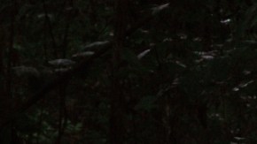 pregnant latina doula midwife