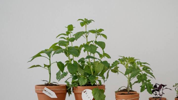 Sustainability Latinxs