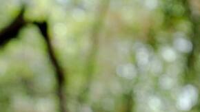 Alessandra Korap Munduruku_