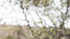 First Gen reconnecting roots