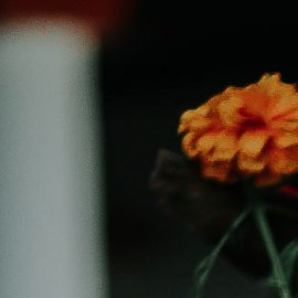 Catrina history