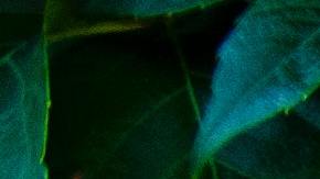 Non-Spanish speaking Latinxs