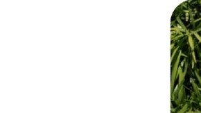 Mirna Martinez indigenous therapist