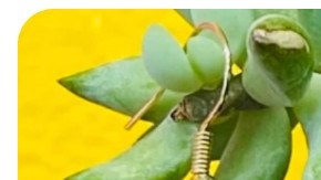 Latina-owned gift guide under $15