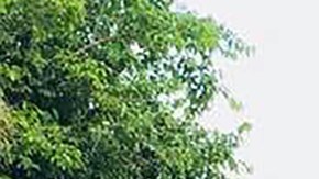 Puerto Rican Spanish