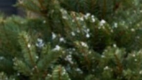 Friends Family Christmas