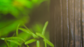 La Borinqueña doll