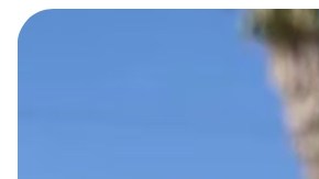 plant mami essentials