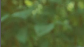 Cecilia Gentili Passing