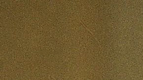 Alberto Fujimori and Susana Fujimori